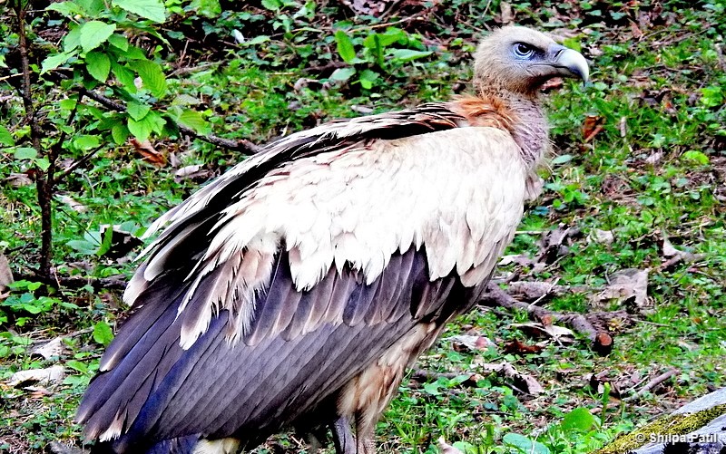 Griffon Vulture